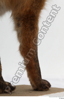  Red fox leg 0032.jpg